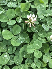 Trifolium repens