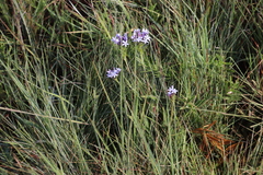 Image of Pentanisia prunelloides