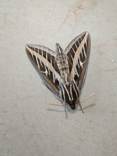 White-lined Sphinx