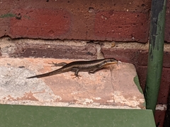 Trachylepis punctatissima