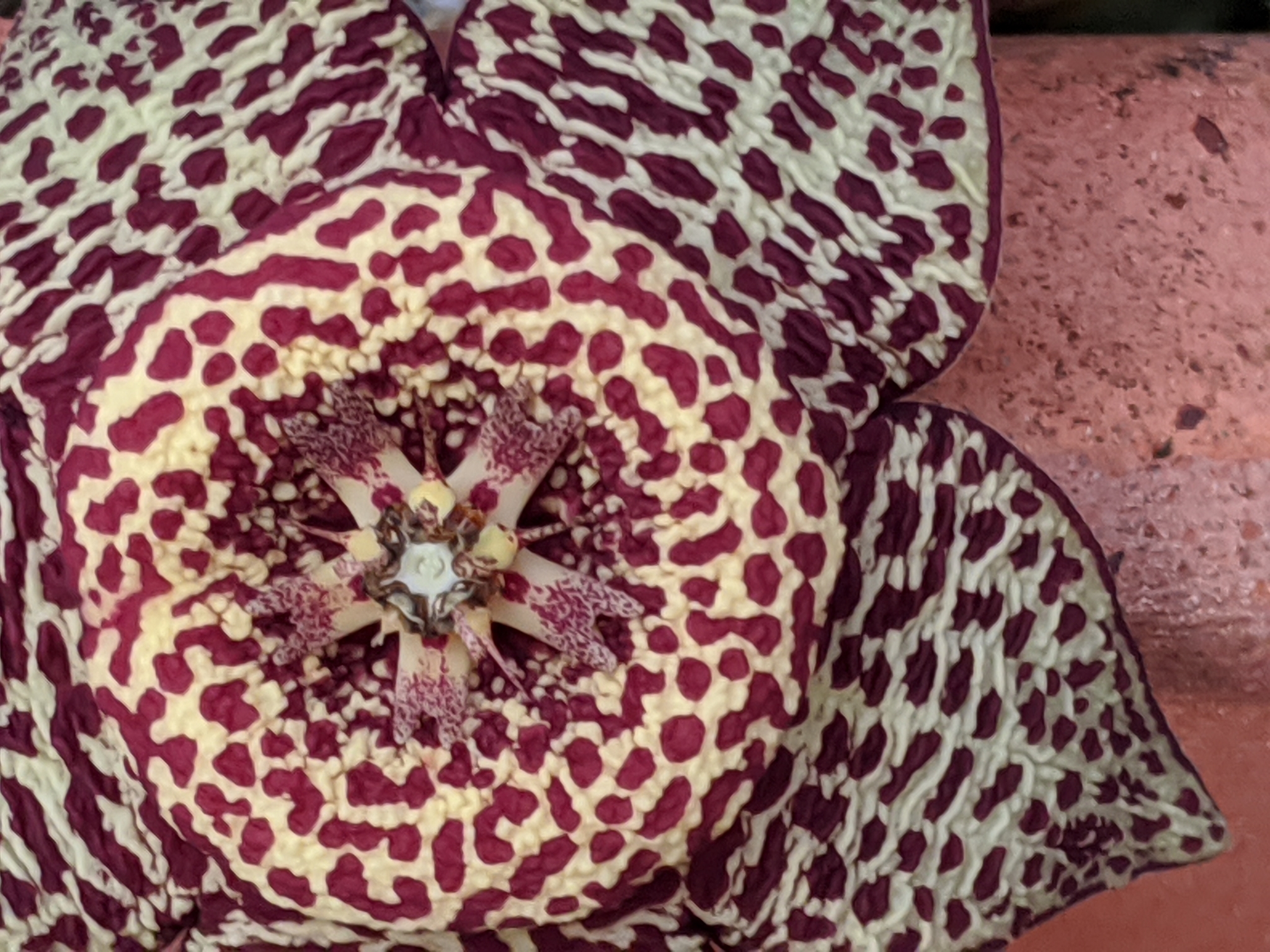 Stapelia orbicularis Andrews 2