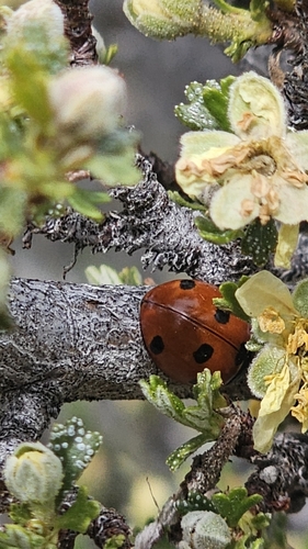 Seven-spotted Lady Beetle