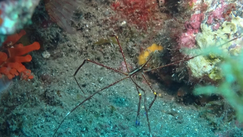 Arrow Crab