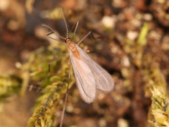 Diptera