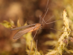 Diptera