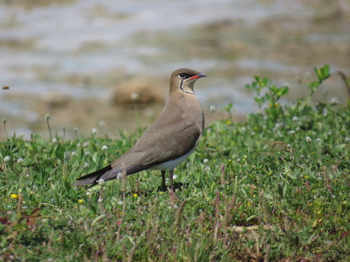 Canastera común (Glareola pratincola)