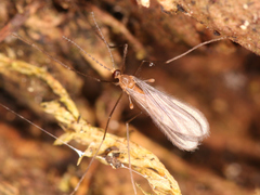 Diptera