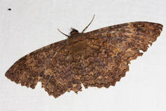 Feigeria orcynia