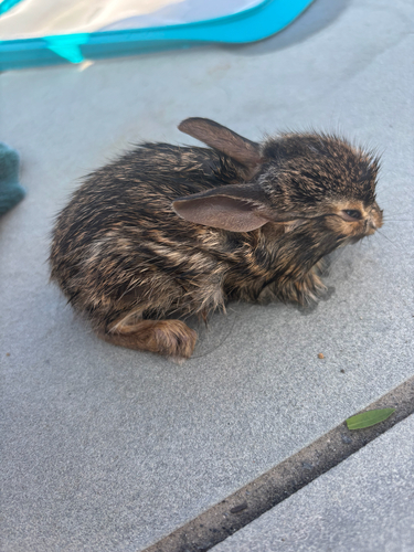 Eastern Cottontail photographed in Rhode Island