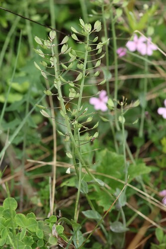 Noccaea praecox