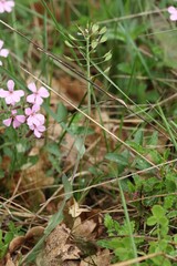 Noccaea praecox, photograph (c) Antoine Thivolle, some rights reserved (CC BY)