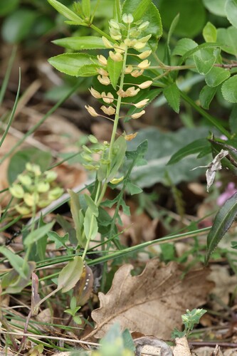 Noccaea praecox, photograph 3