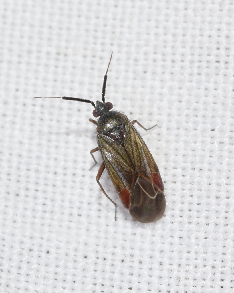 Opisthotaenia striata