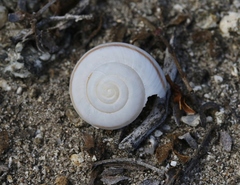 Sonorelix borregoensis