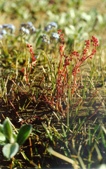 Rumex graminifolius