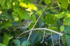 Vireo bairdi