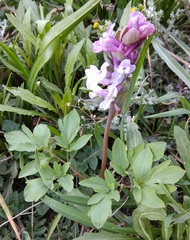 Corydalis cava marschalliana