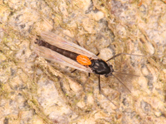 Diptera