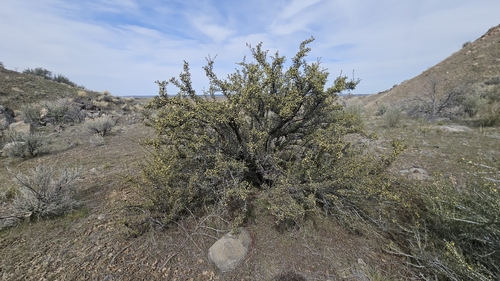 Antelope Bitterbrush