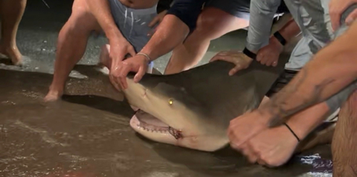 Carcharhinus leucas