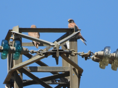 Eurasian Kestrel