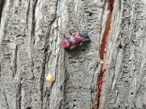 Trichodes umbellatarum