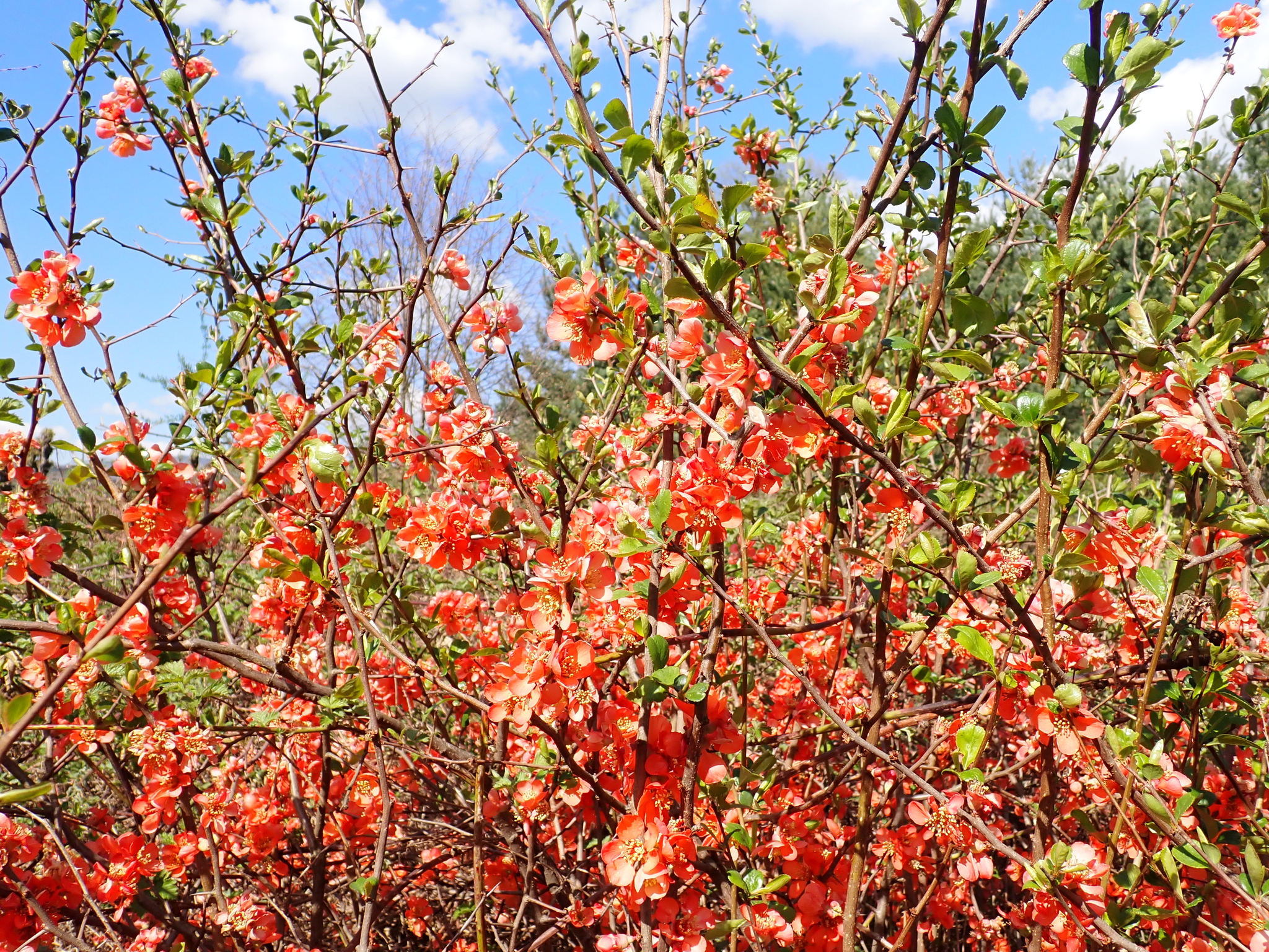 Flowering quince