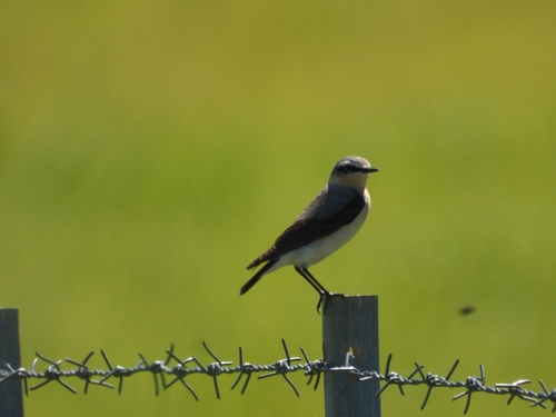 Northern Wheatear