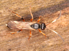 Ichneumonidae