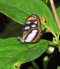 Hyposcada illinissa ida