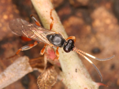 Ichneumonidae