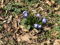 Scilla luciliae