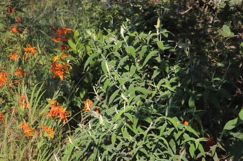 Buddleja image