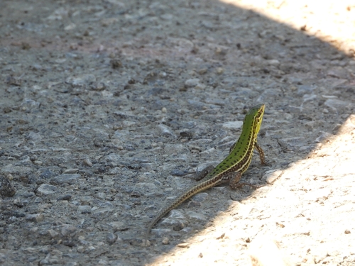 Sicilian Wall Lizard