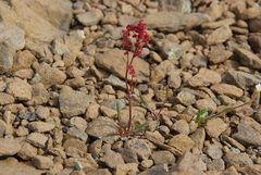 Rumex graminifolius