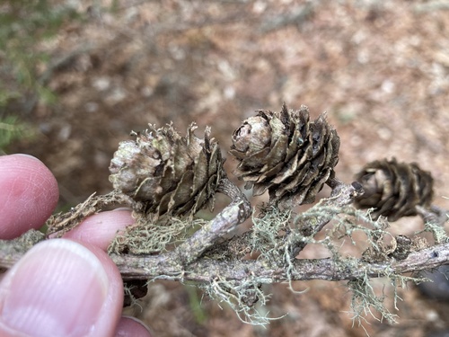Larix kaempferi, photograph 4