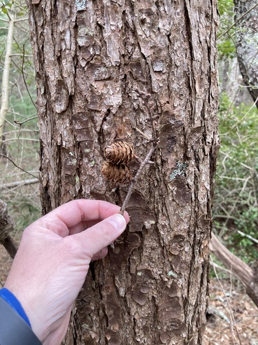 Larix kaempferi, photograph 3