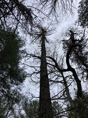 Larix kaempferi, photograph (c) Jake McCumber, some rights reserved (CC BY)