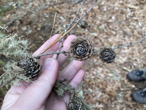 Larix kaempferi, photograph 6