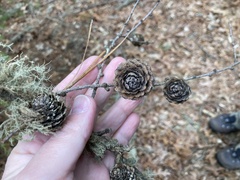 Larix kaempferi, photograph (c) Jake McCumber, some rights reserved (CC BY)