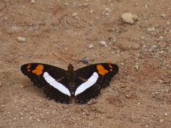 Adelpha erotia
