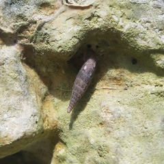 Alinda biplicata
