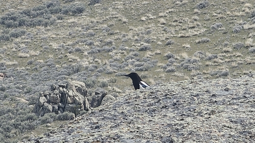 Black-billed Magpie