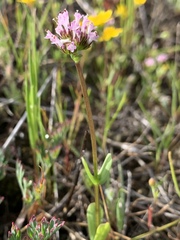 Plectritis macrocera