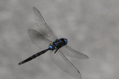 Rhionaeschna jalapensis