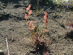 Rumex graminifolius