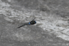 Rhionaeschna jalapensis