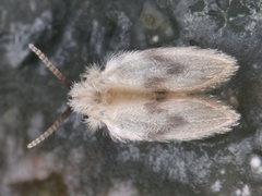Psychodidae