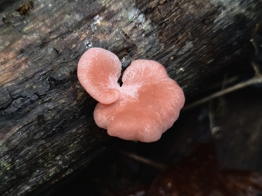 Pleurotus djamor · April 2026 · photo: © gussoni (iNaturalist, cc-by)