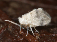 Psychodidae